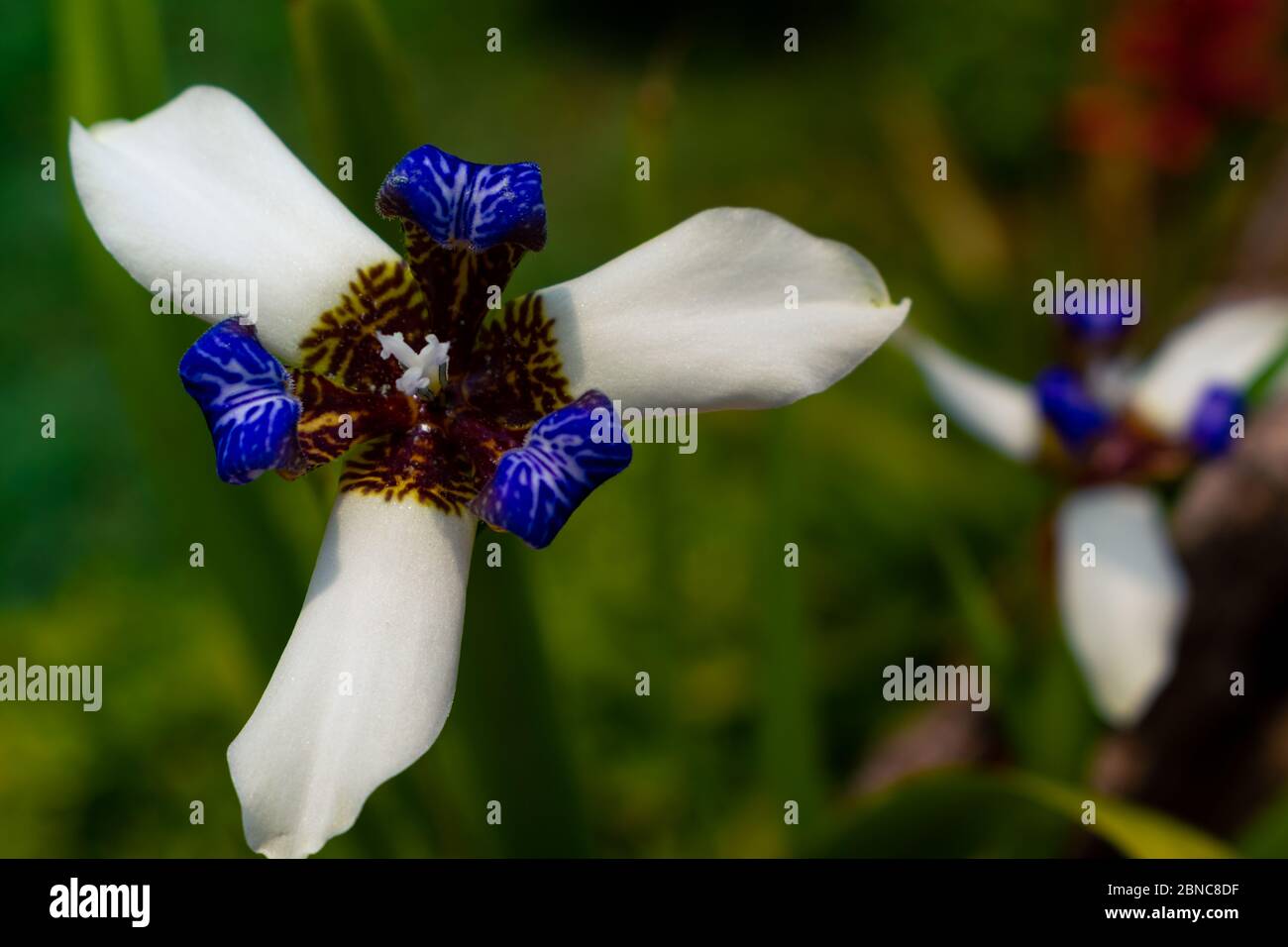 Schöne Neomarica gracilis blühte im Frühjahr, Blume, die nur einen Tag blüht, dann stirbt fünf pic Stockfoto