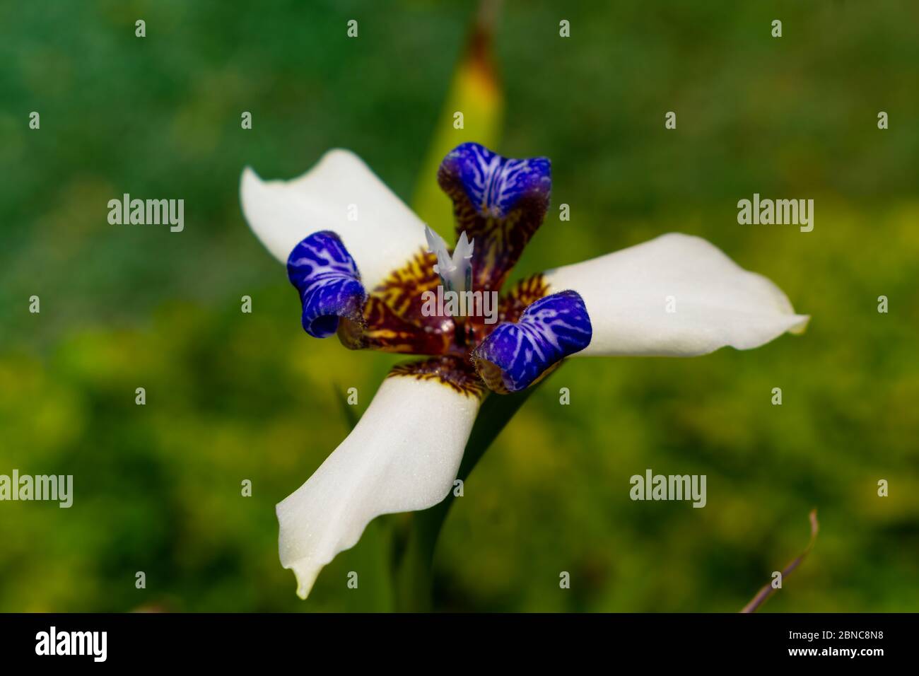 Schöne Neomarica gracilis blühte im Frühjahr, Blume, die nur einen Tag blüht, dann stirbt sieben pic Stockfoto