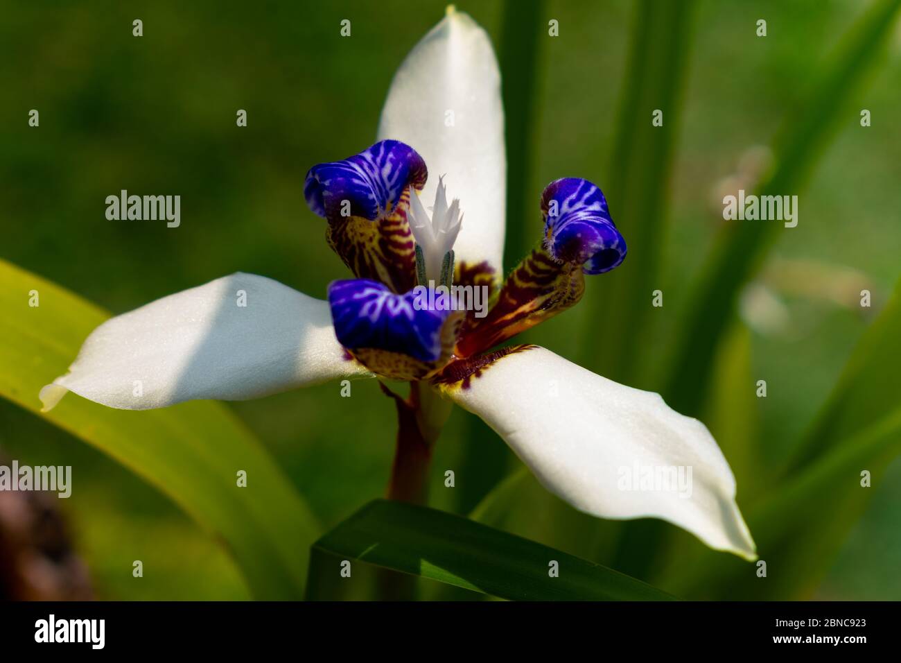 Schöne Neomarica gracilis blühte im Frühjahr, Blume, die nur einen Tag blüht, dann stirbt sechs pic Stockfoto