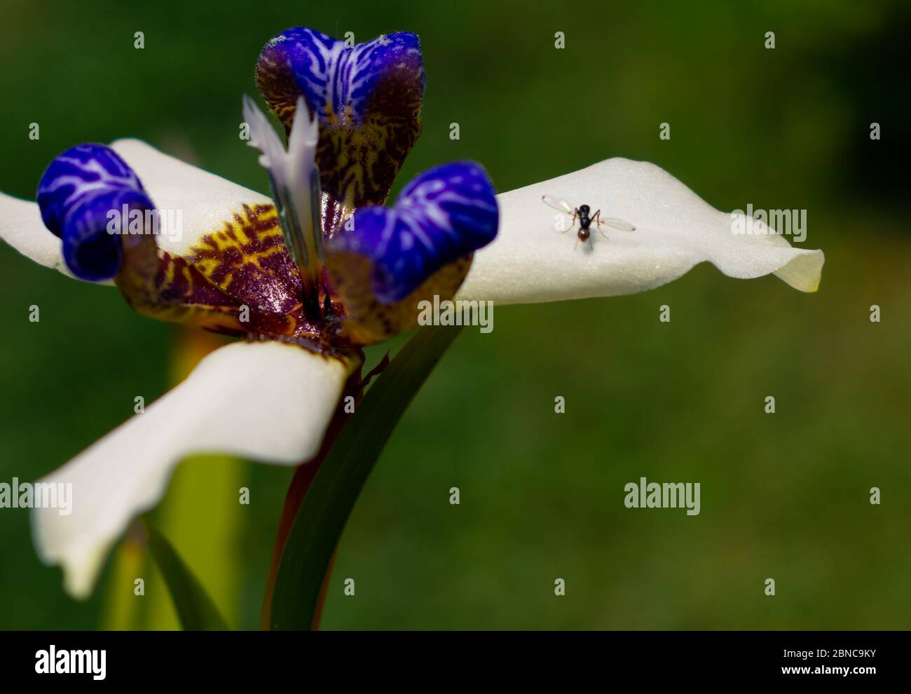 Schöne Neomarica gracilis blühte im Frühjahr, Blume, die nur einen Tag blüht, dann stirbt neun Bild Stockfoto