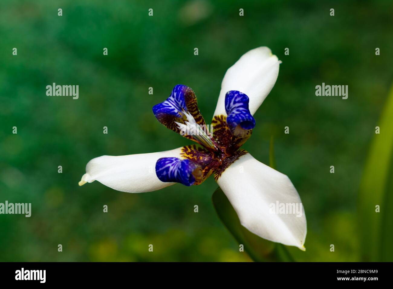 Schöne Neomarica gracilis blühte im Frühjahr, Blume, die nur einen Tag blüht, dann stirbt acht pic Stockfoto