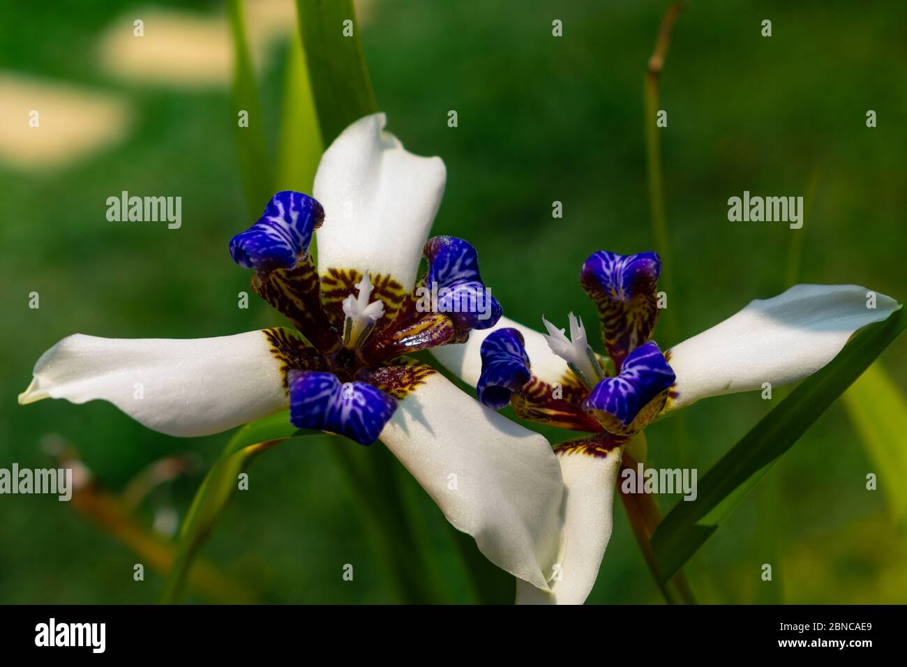 Schöne Neomarica gracilis blühte im Frühjahr, Blume, die nur einen Tag blüht, dann stirbt zehn pic Stockfoto