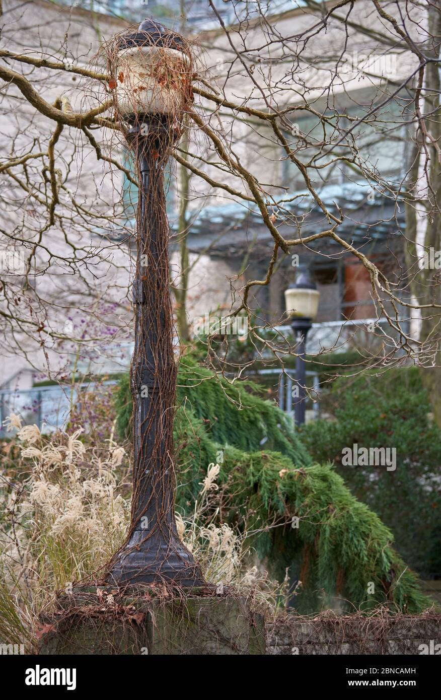Lampenpfosten und Weinrinnen. Reben klettern und umgeben einen Lampenpfosten. Stockfoto