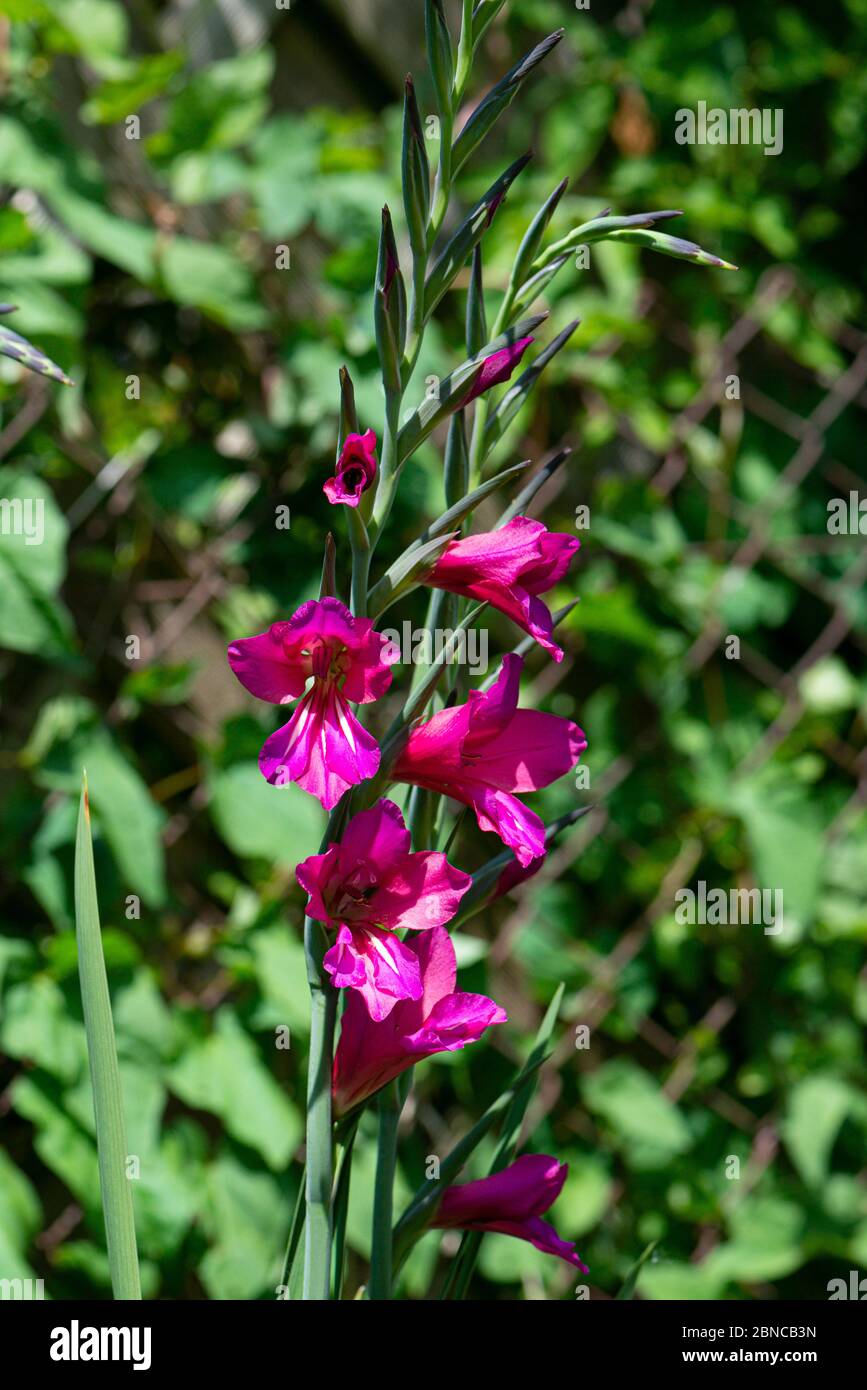 Die Blüten eines byzantinischen Gladiolus (Gladiolus communis subsp. Byzantinus) Stockfoto