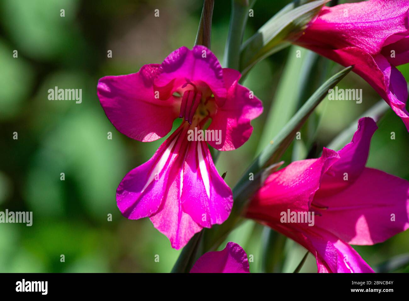 Die Blüten eines byzantinischen Gladiolus (Gladiolus communis subsp. Byzantinus) Stockfoto