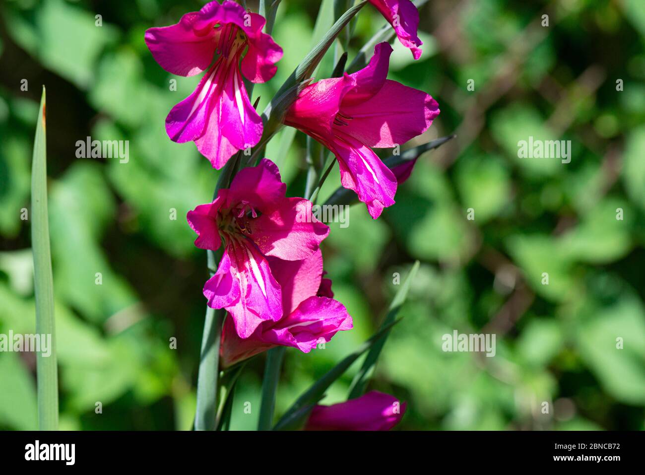 Die Blüten eines byzantinischen Gladiolus (Gladiolus communis subsp. Byzantinus) Stockfoto