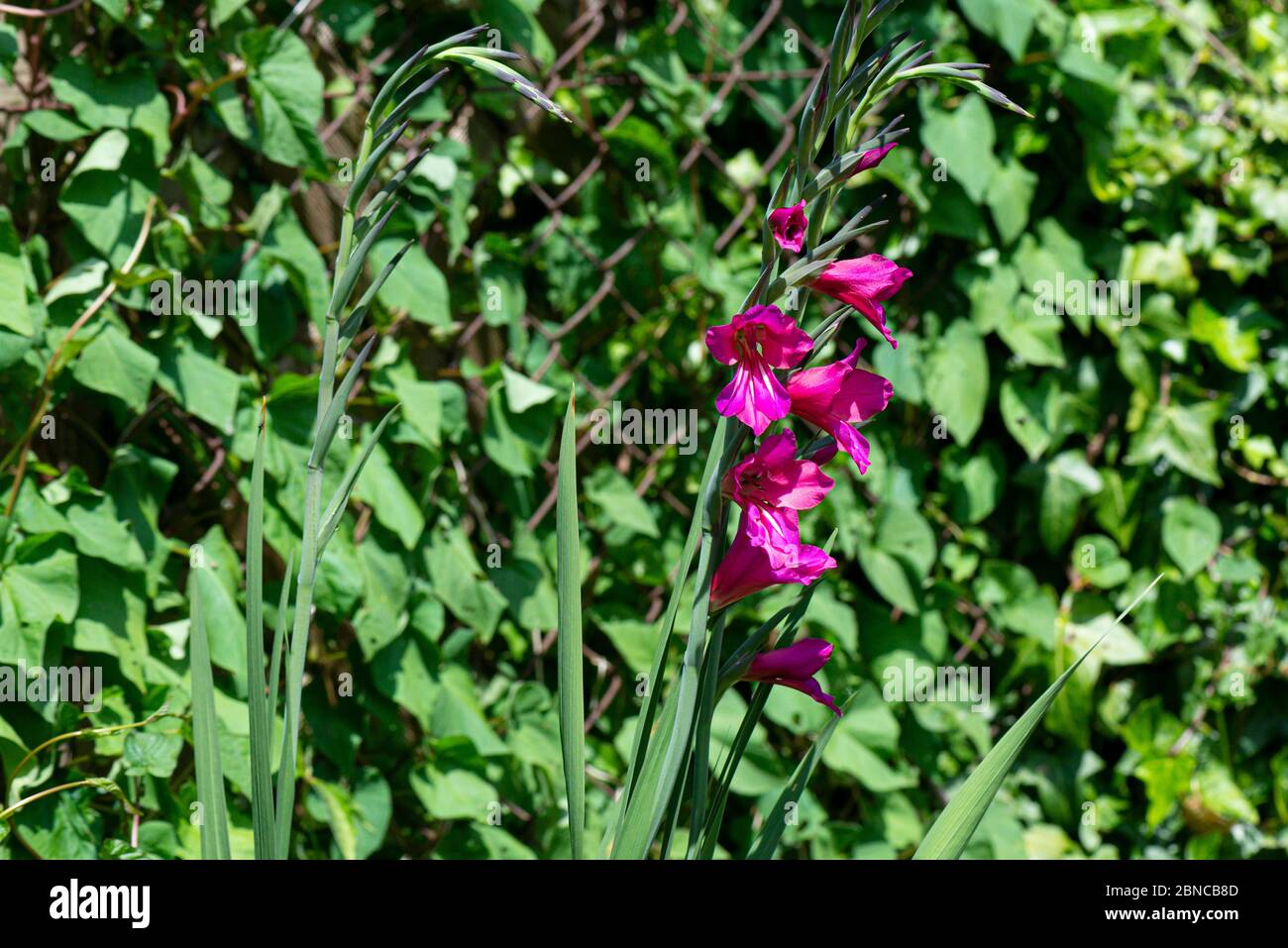 Die Blüten eines byzantinischen Gladiolus (Gladiolus communis subsp. Byzantinus) Stockfoto