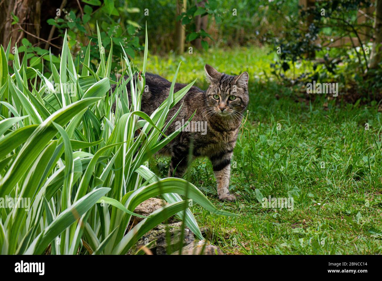 Eine Katze mit Tabby im Garten Stockfoto