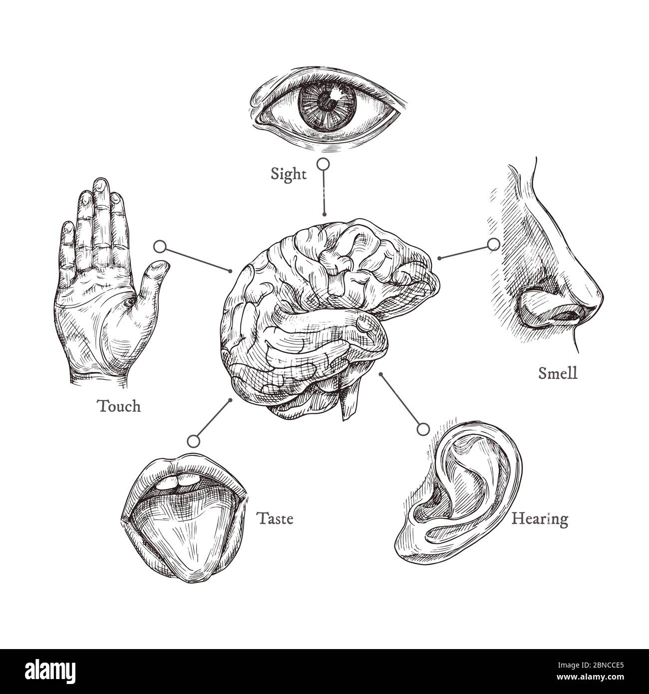 Fünf menschliche Sinne. Skizzieren Sie Mund und Auge, Nase und Ohr, Hand und Gehirn. Vektorsatz für Doodle-Körperteil. Illustration von menschlichen Organen, Nase und Ohr, Auge und Mund Stock Vektor