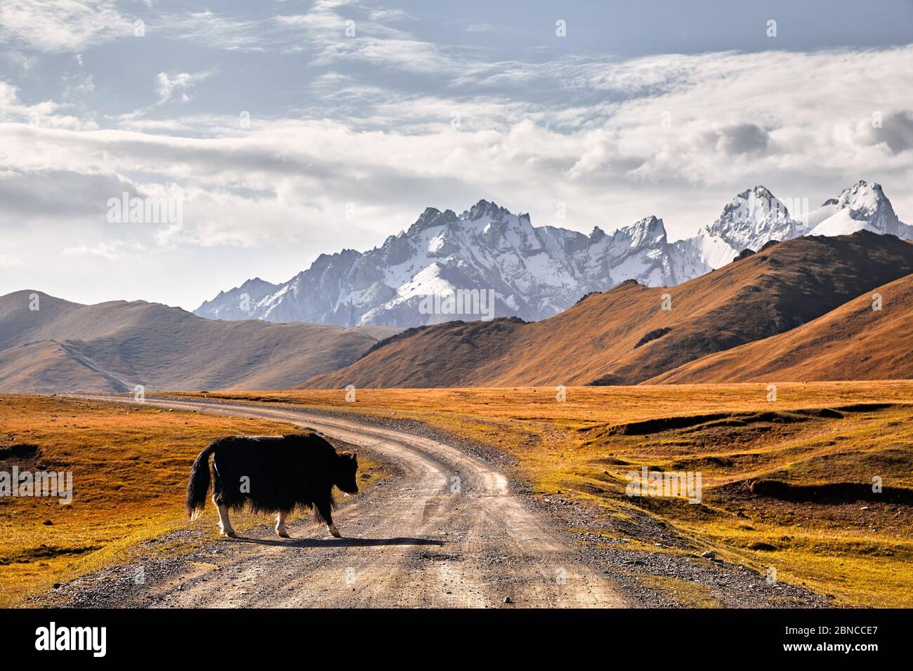 Schwarz Yak Überqueren der Straße im Tal in Kirgisistan und Zentralasien Stockfoto