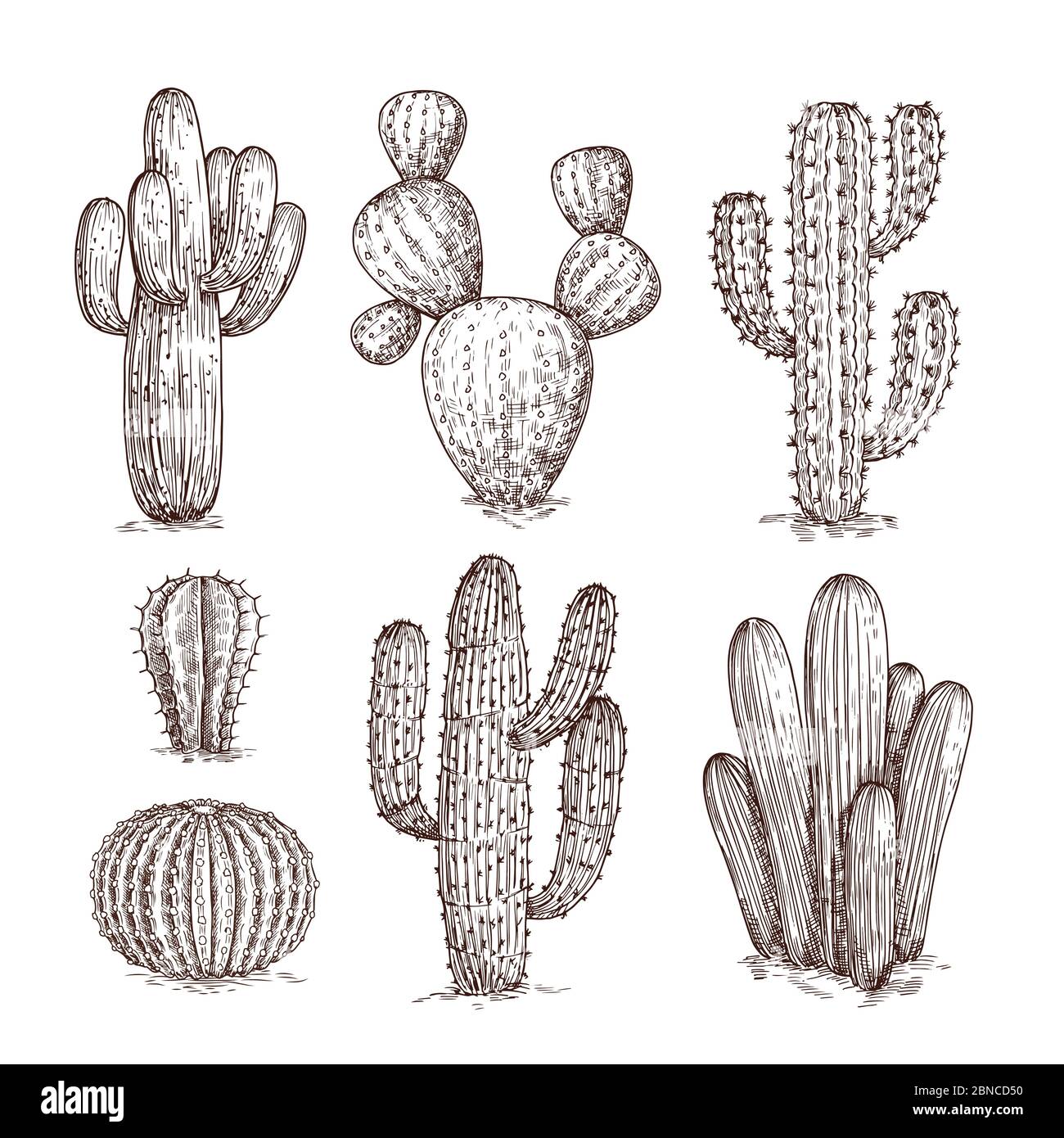 Handgezeichneter Kaktus. Westliche Wüste Kakteen mexikanische Pflanzen im Skizzenstil. Cactuses Doodle Vektor-Set. Illustration von wilden Kaktus mit Dorn Stock Vektor