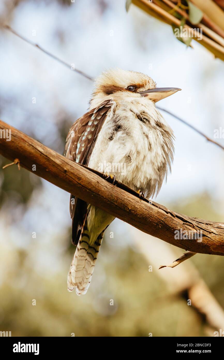 Kookaburra am Hanging Rock in Australien Stockfoto