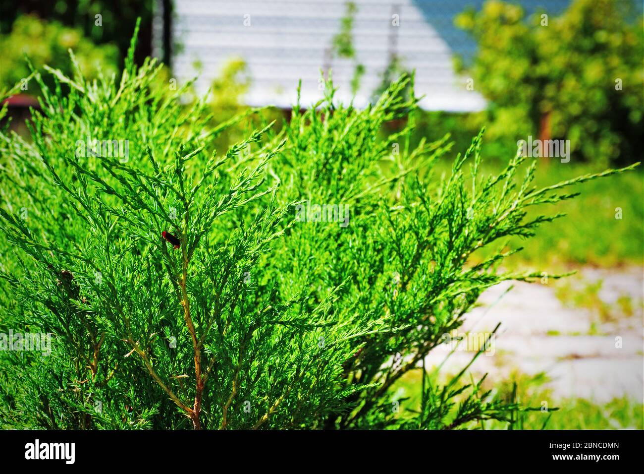 Pflanze Juniperus horizontalis auf Hintergrund des Gartens, Andorra Compact, Nahaufnahme Stockfoto