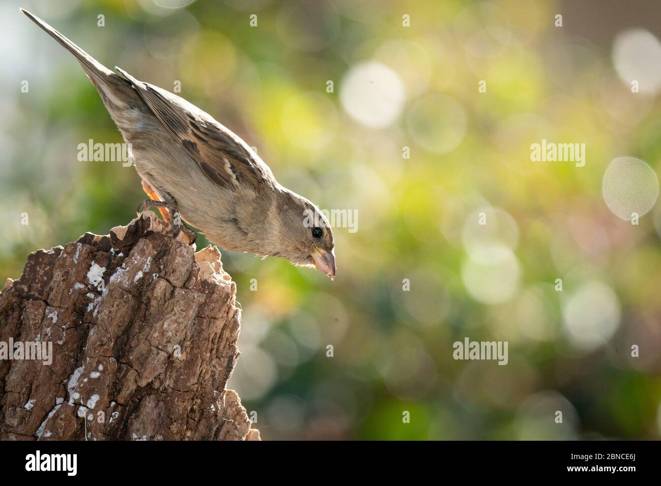 Spatz in der Nähe eines Baumes Stockfoto