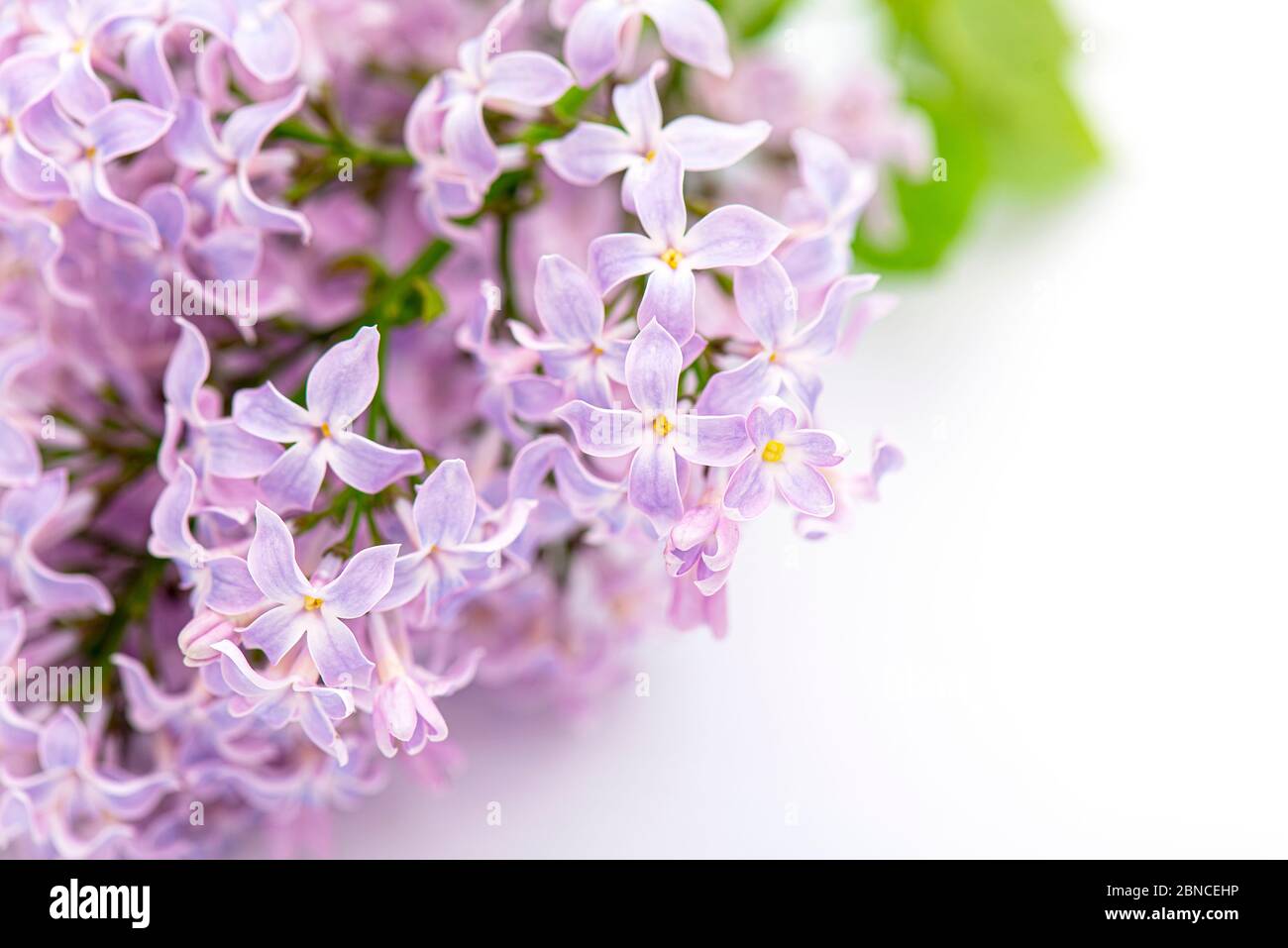 Makroblumen aus Flieder in der Nähe. Brunch von blühenden Flieder isoliert auf weißem Hintergrund. Stockfoto