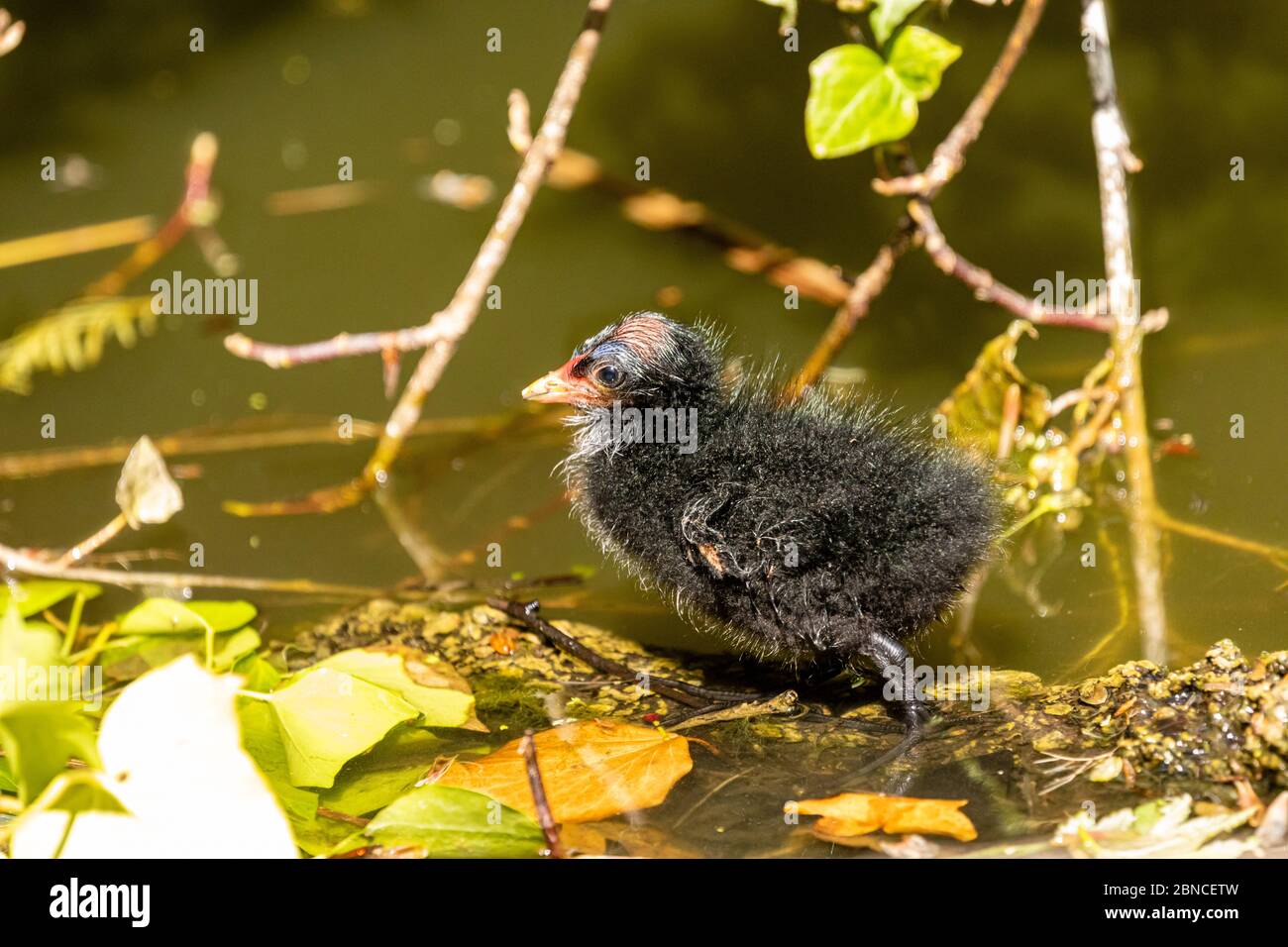 Alleinstehende, sehr junge Moorhenne (gallinula chloropus) Küken, die am Rande eines Sees stehen und von Schilf umgeben sind Stockfoto