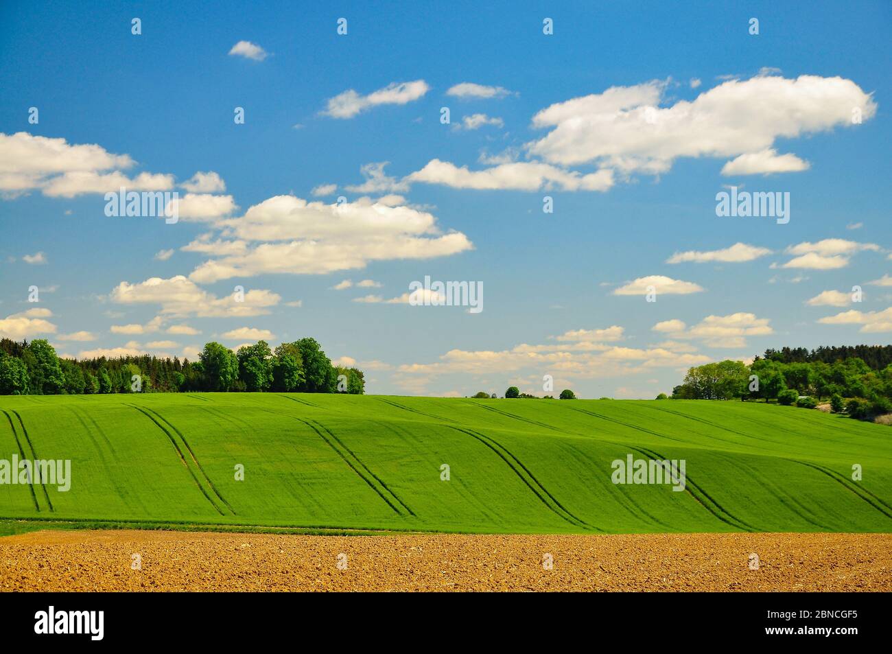 Felder und Felder im Frühling, Bayern, Deutschland, Europa Stockfoto