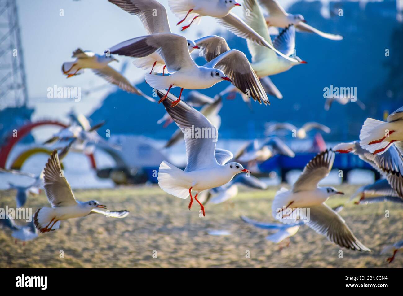 Busan, Südkorea 18/2020 Busan Songdo Skywalk Stockfoto