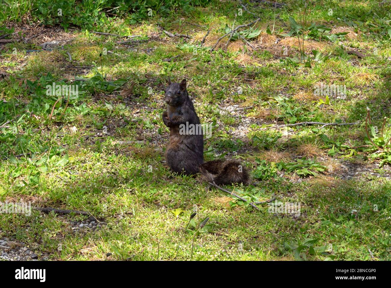 Ein schwarzes Eichhörnchen sitzt auf seinen Hinterbeinen in einem Grasfleck und schaut direkt auf die Kamera Stockfoto
