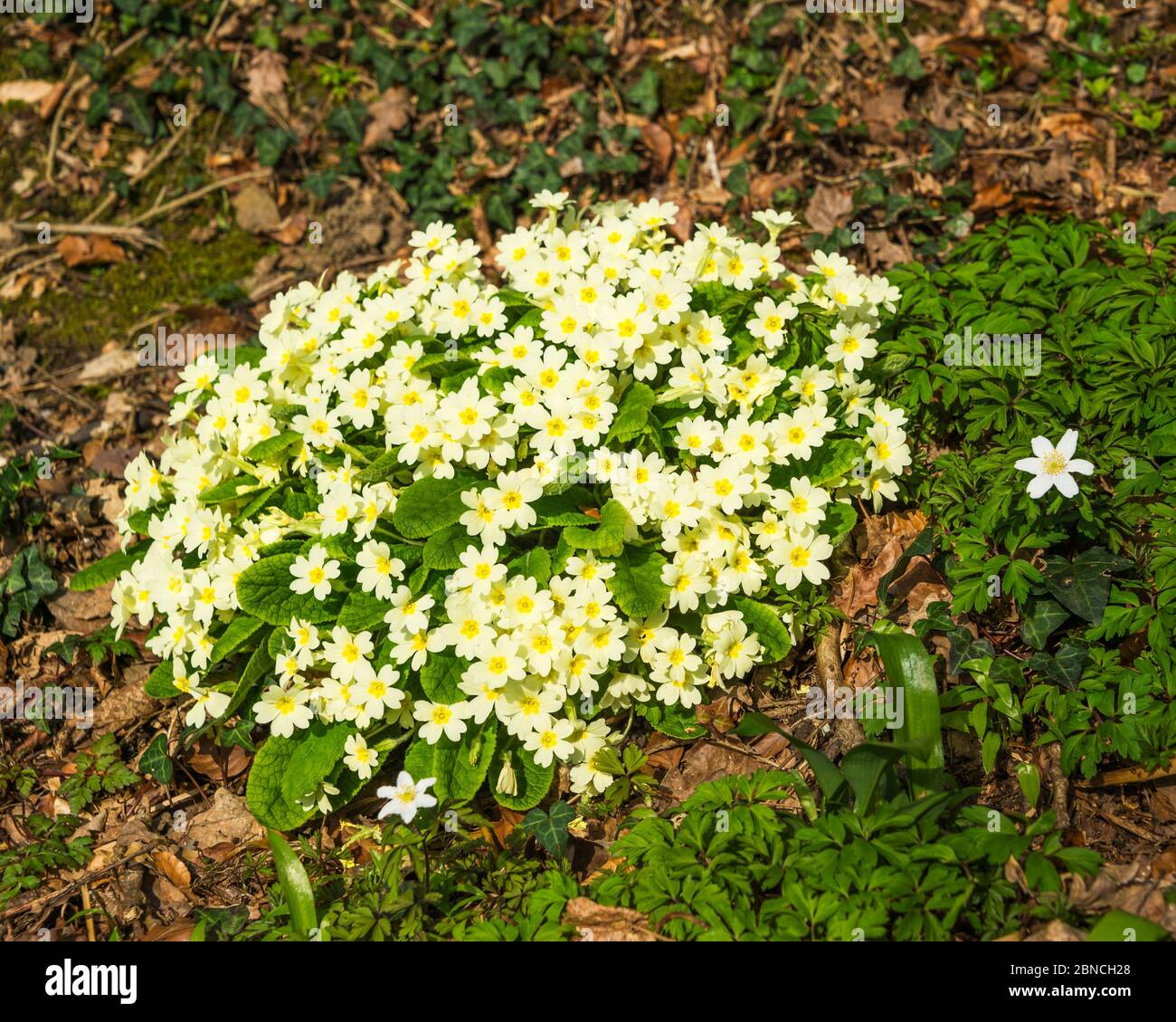 Primeln (Primula vulgaris) blühend bei Royal Horticultural Society (RHS) Garden, Rosemoor, Devon, England, UK. Stockfoto
