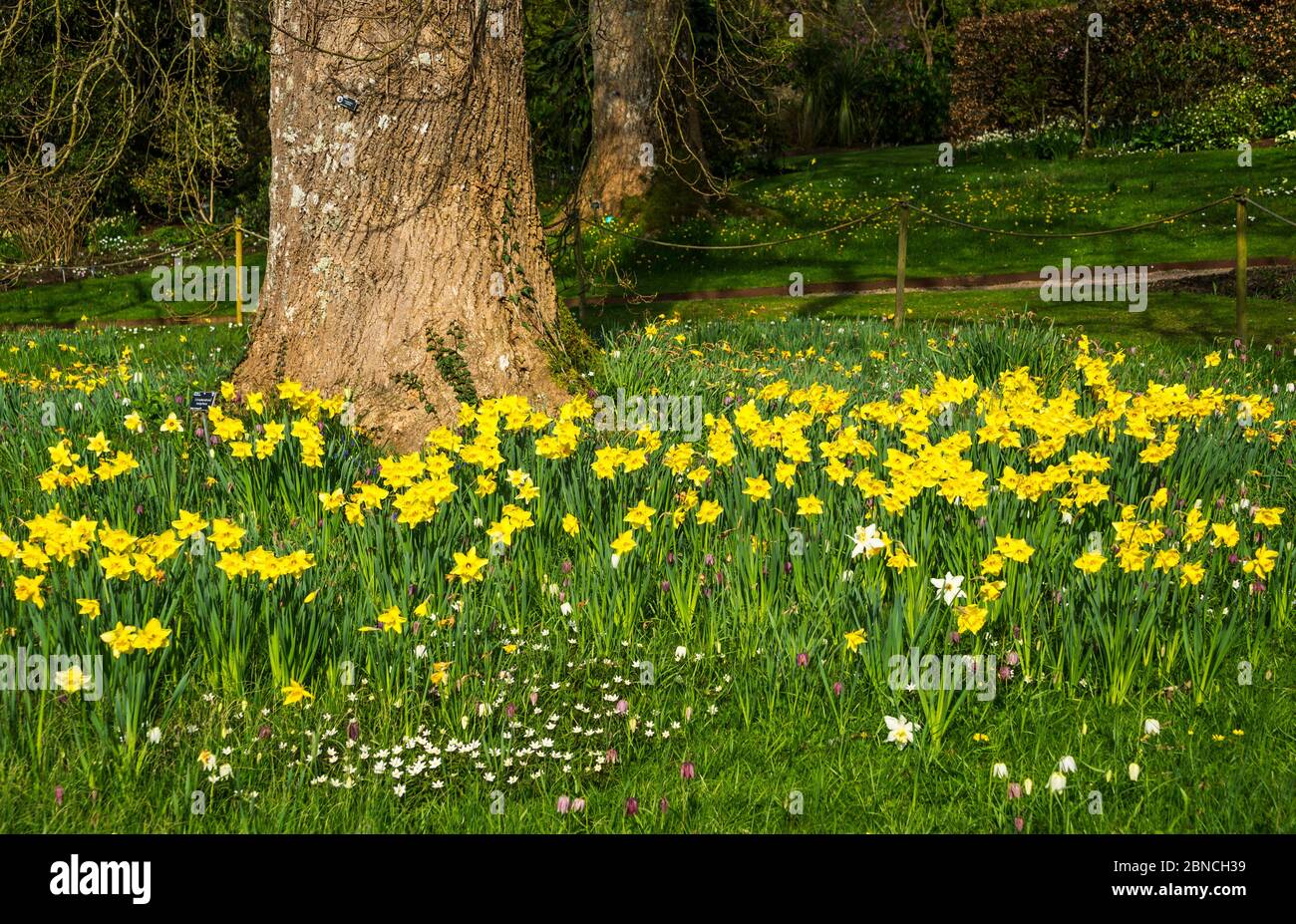 Frühlingsnarzissen, die im Royal Horticultural Society (RHS) Garden, Rosemoor, Devon, England, Großbritannien, blühen. Stockfoto