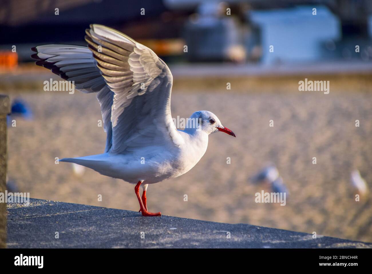 Busan, Südkorea 18/2020 Busan Songdo Skywalk Stockfoto
