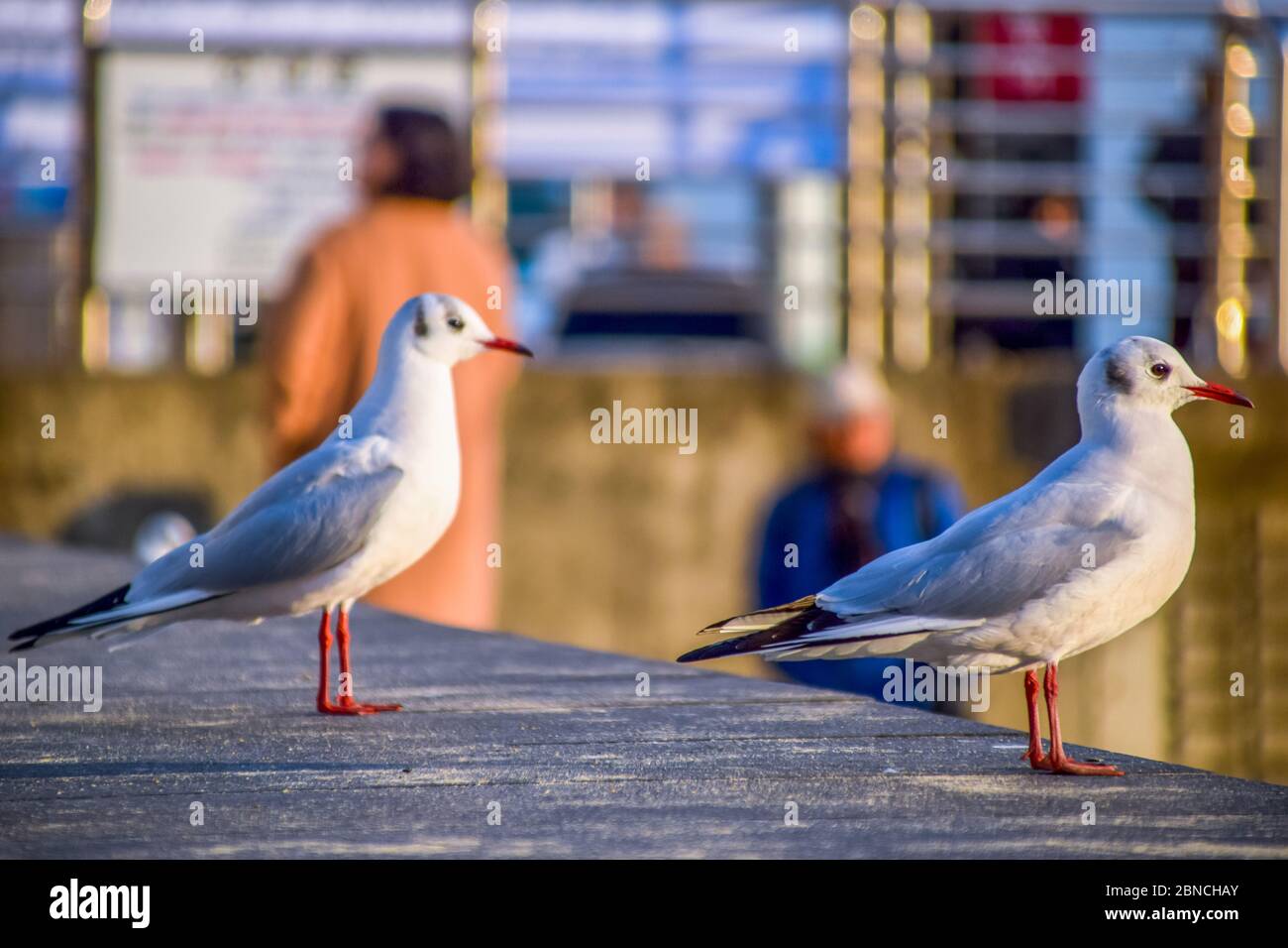 Busan, Südkorea 18/2020 Busan Songdo Skywalk Stockfoto