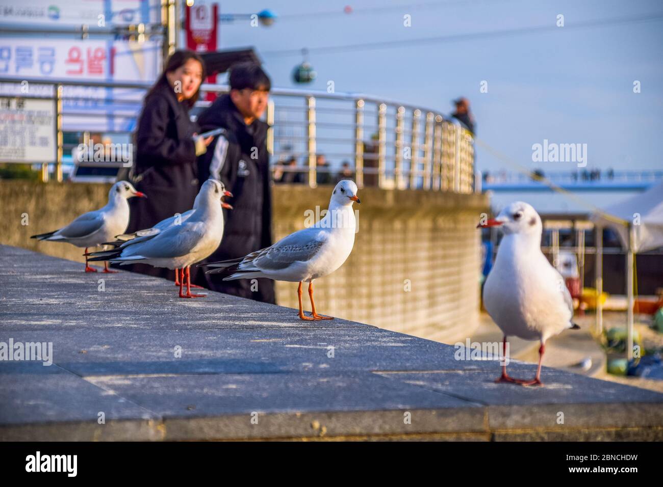 Busan, Südkorea 18/2020 Busan Songdo Skywalk Stockfoto