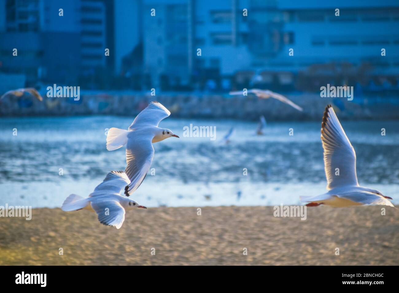 Busan, Südkorea 18/2020 Busan Songdo Skywalk Stockfoto