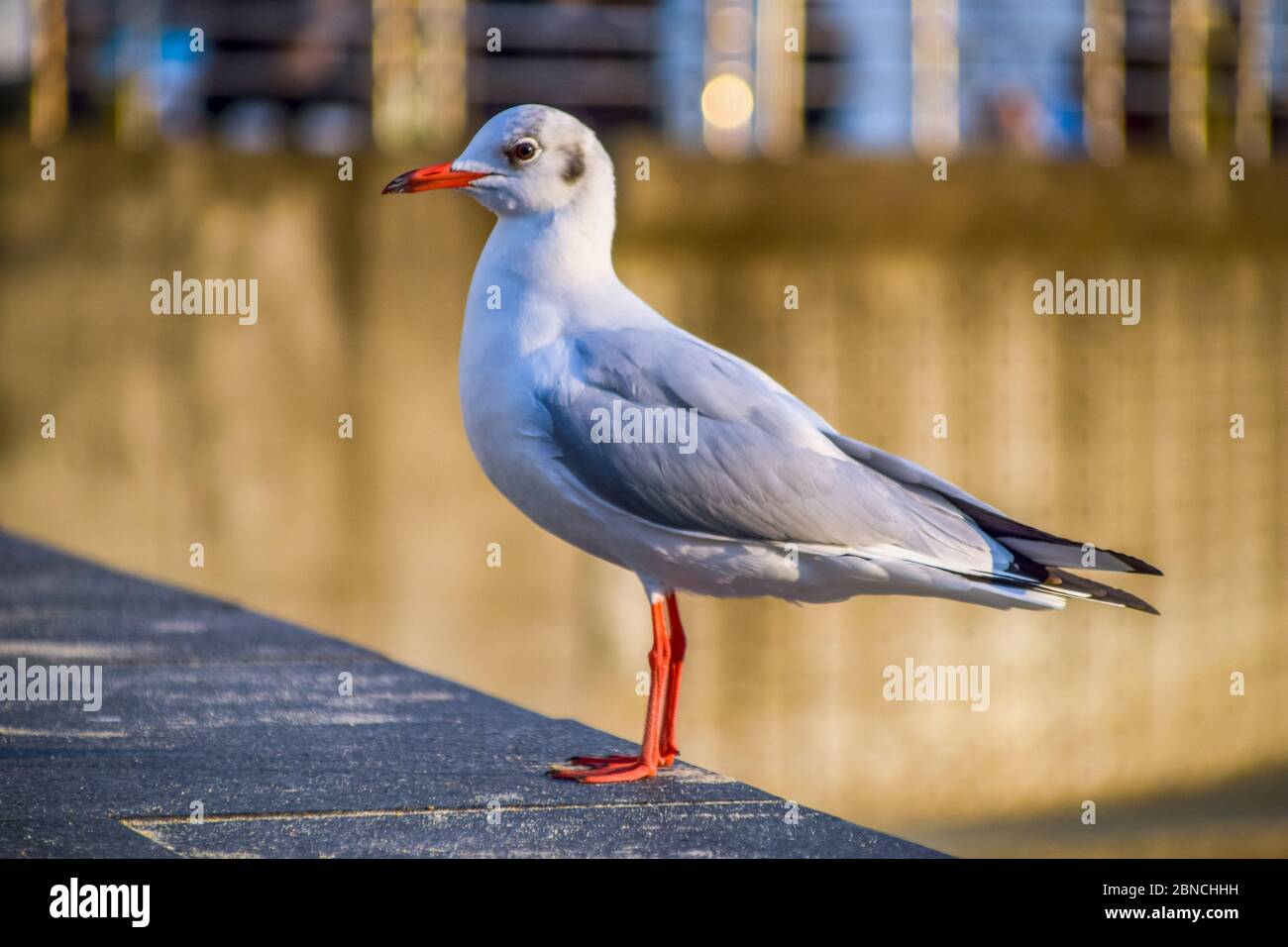 Busan, Südkorea 18/2020 Busan Songdo Skywalk Stockfoto