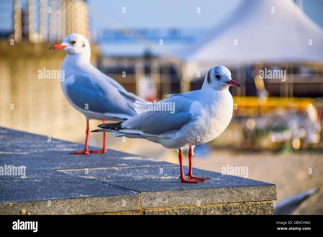 Busan, Südkorea 18/2020 Busan Songdo Skywalk Stockfoto