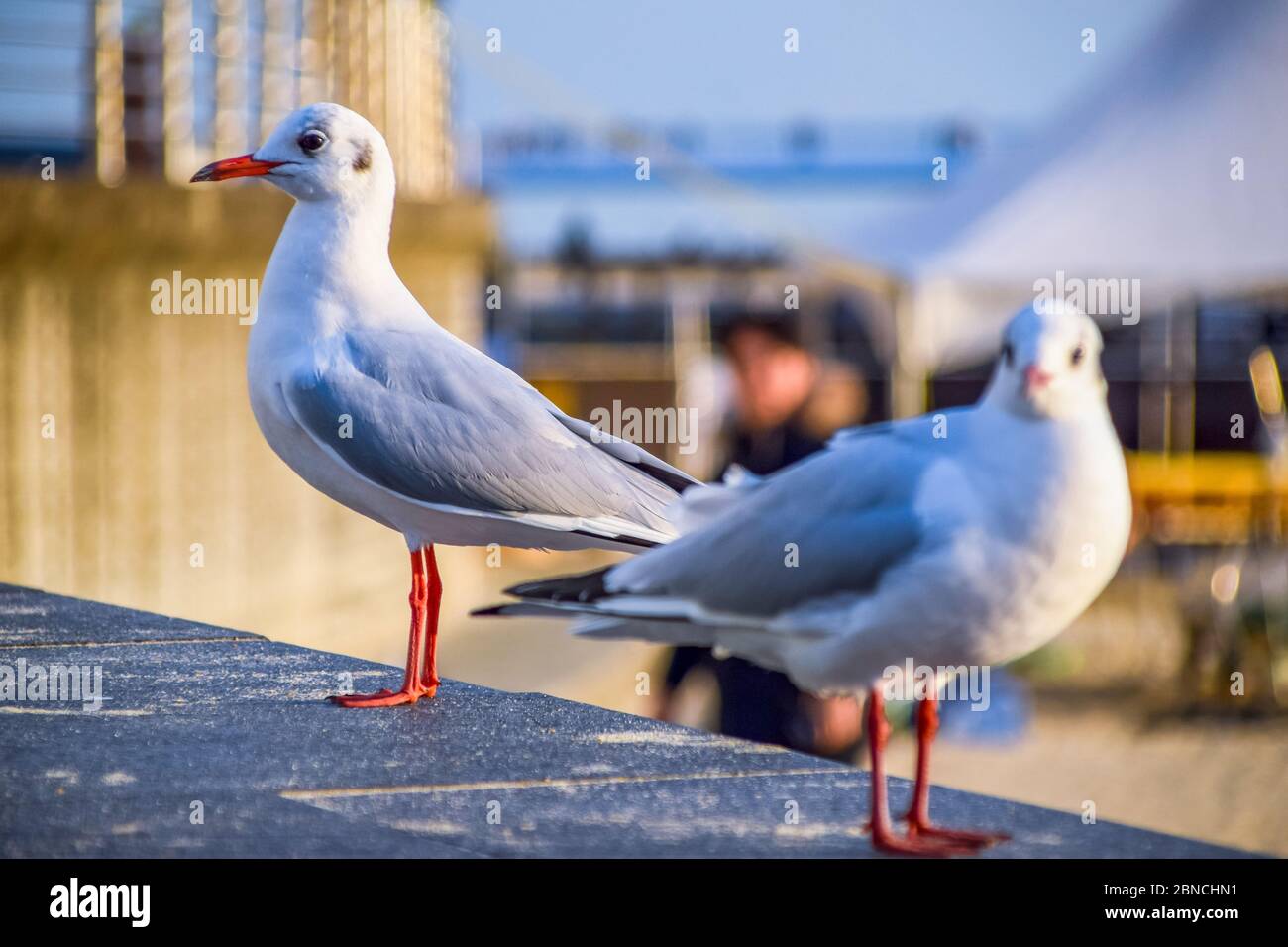 Busan, Südkorea 18/2020 Busan Songdo Skywalk Stockfoto
