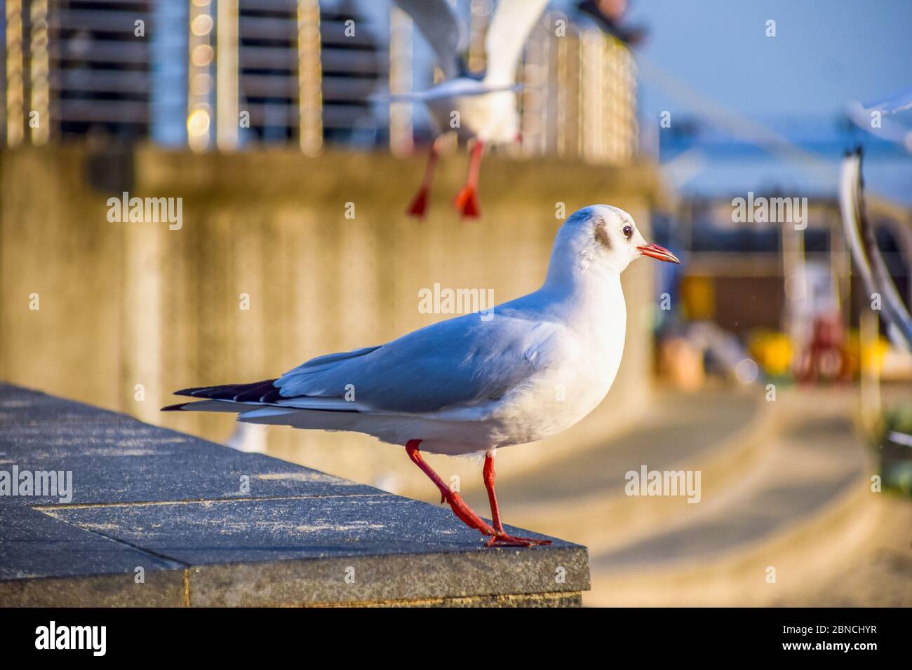 Busan, Südkorea 18/2020 Busan Songdo Skywalk Stockfoto