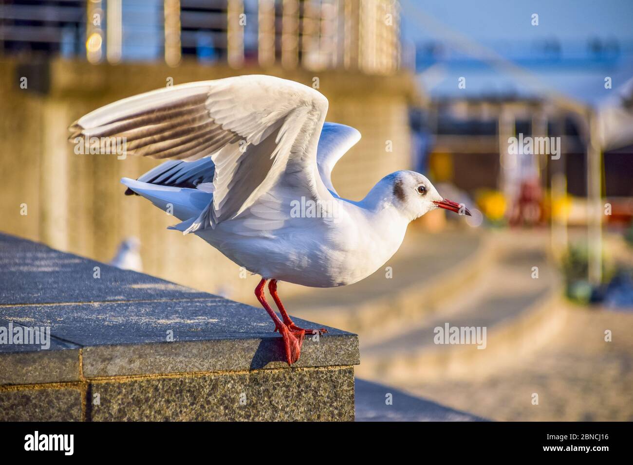 Busan, Südkorea 18/2020 Busan Songdo Skywalk Stockfoto