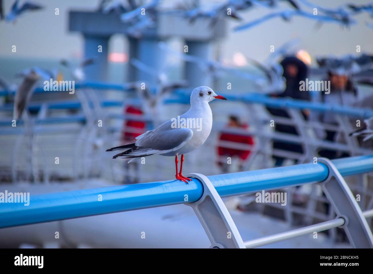 Busan, Südkorea 18/2020 Busan Songdo Skywalk Stockfoto