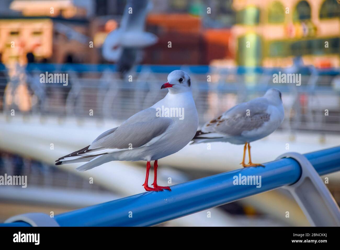 Busan, Südkorea 18/2020 Busan Songdo Skywalk Stockfoto