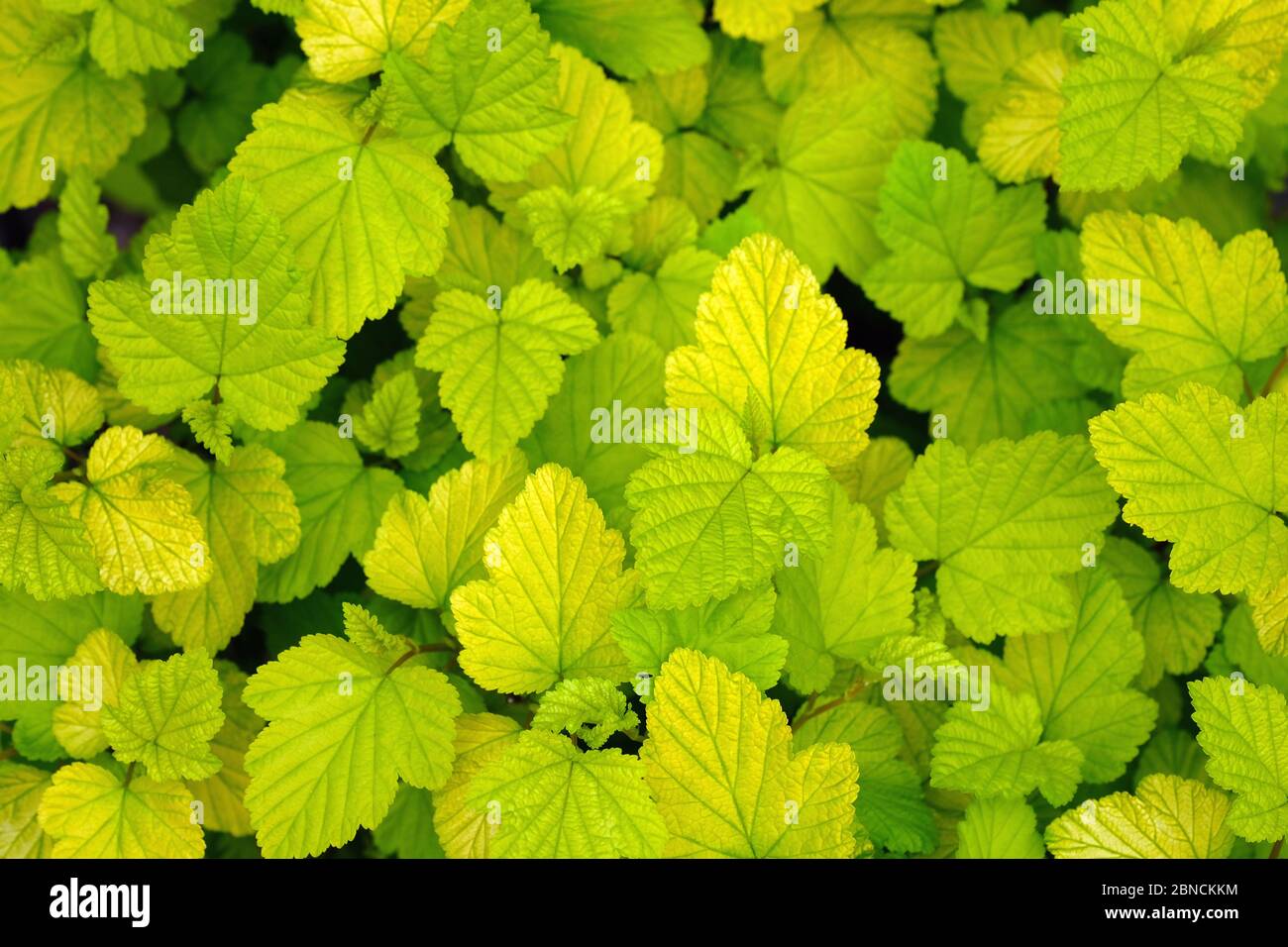 Blätter von neun Rinde (Physocarpus) Draufsicht. Hellgrüne Blätter Strauch Hintergrund. Igelhecke, junge Setzlinge aus nächster Nähe. Schöne sanfte natürliche BA Stockfoto