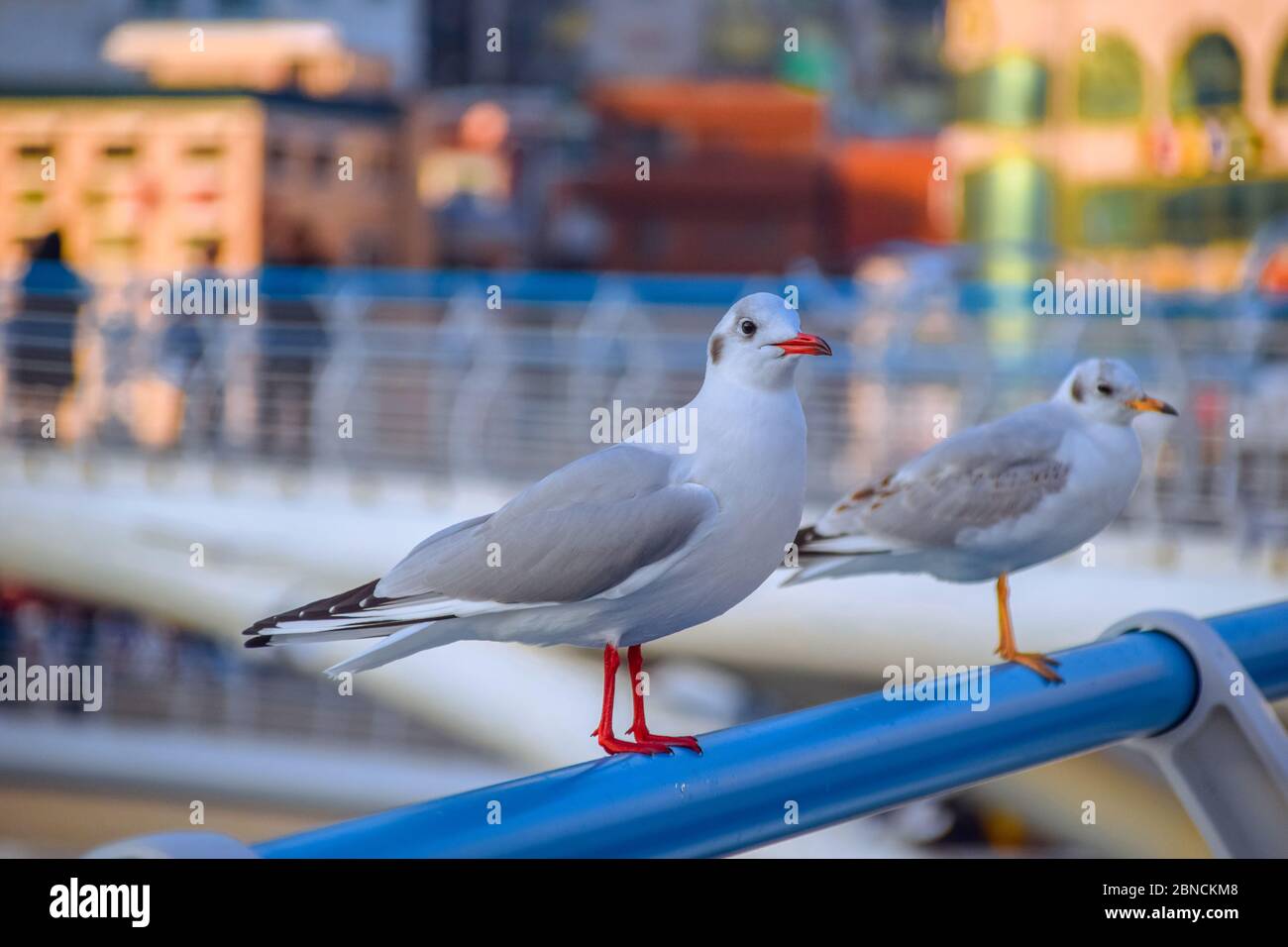 Busan, Südkorea 18/2020 Busan Songdo Skywalk Stockfoto