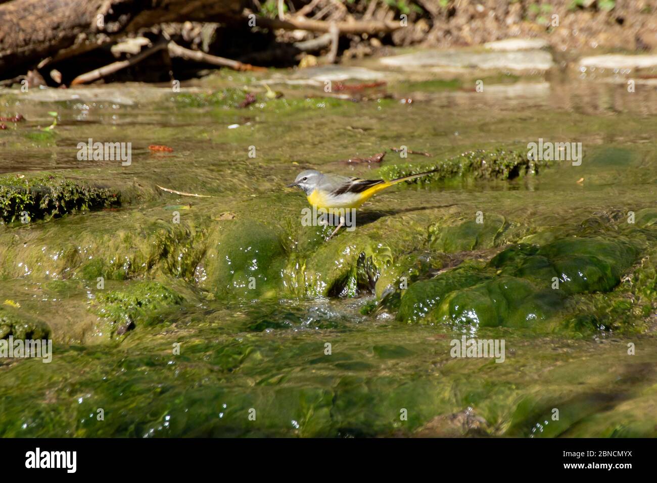 Westgelber Stelzenschwanz auf den algenbedeckten Felsen eines kleinen Baches, Motacilla Flava oder Schafstelze Stockfoto