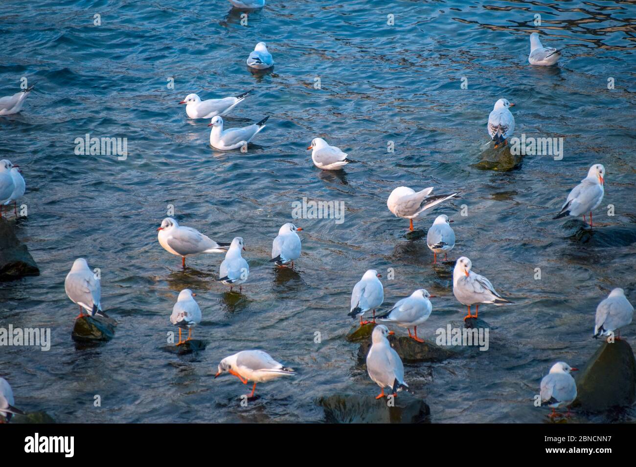 Busan, Südkorea 18/2020 Busan Songdo Skywalk Stockfoto