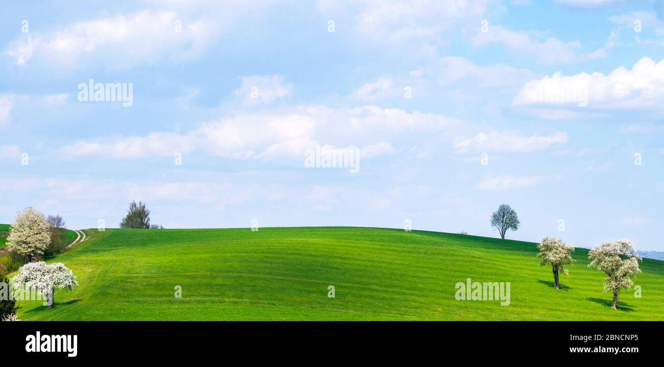 Österreich, Niederösterreich, Ötscherland, Mostviertel, Mostbaumblüte (Region Oberndorf - Purgstall) Stockfoto