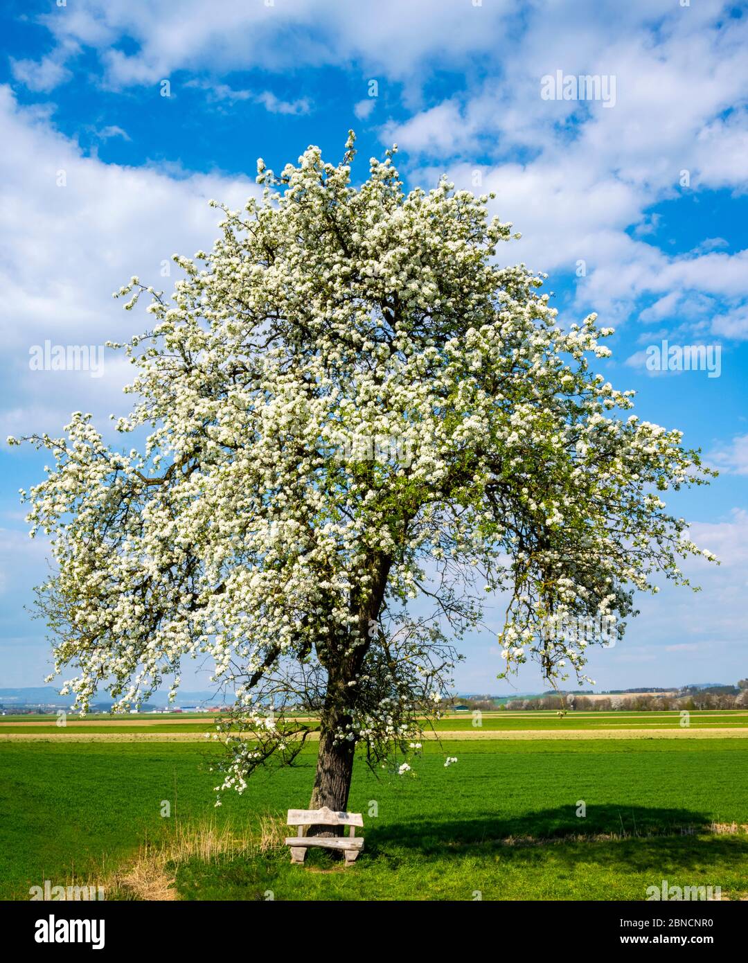 Pyrus pyraster Fotos und Bildmaterial in hoher Auflösung Alamy