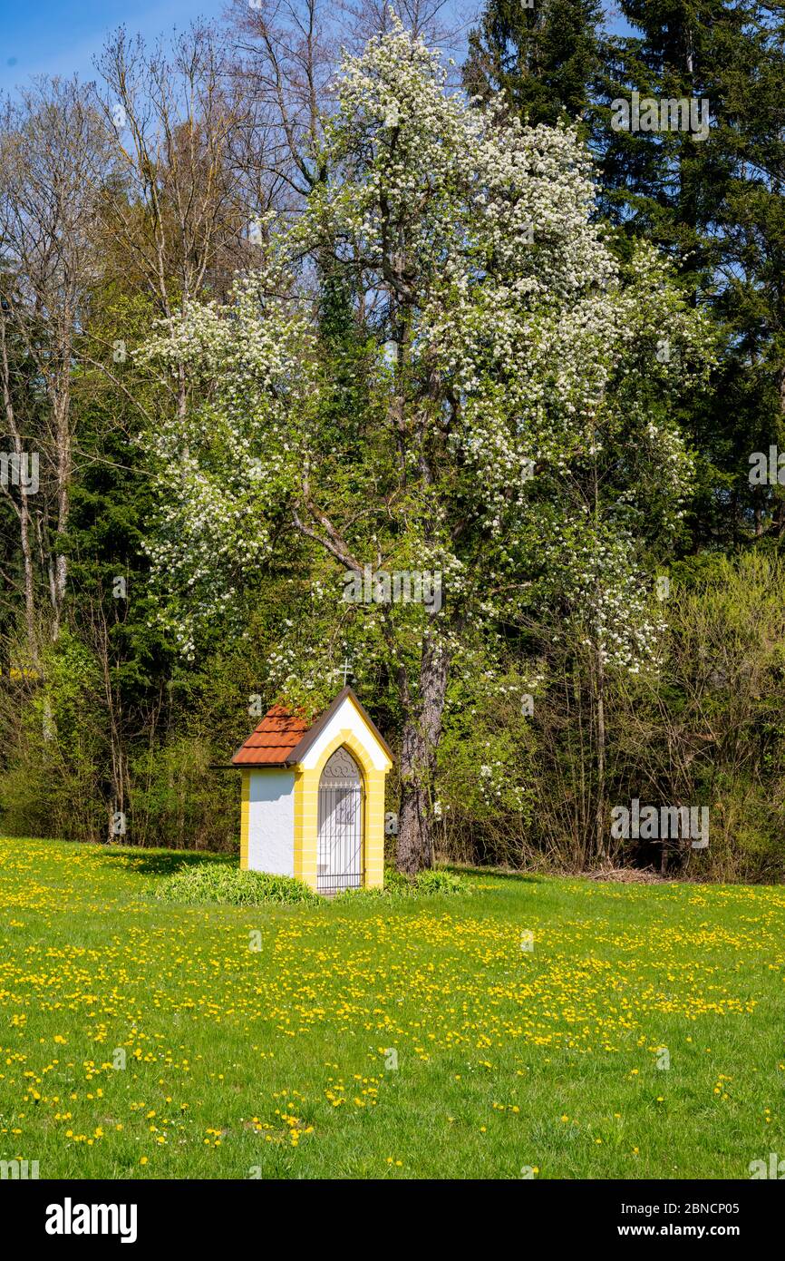 Österreich, Niederösterreich, Ötscherland, Mostviertel, Rogatsboden, Bildstock mit Mostbaumblüte, Region Gresten Stockfoto