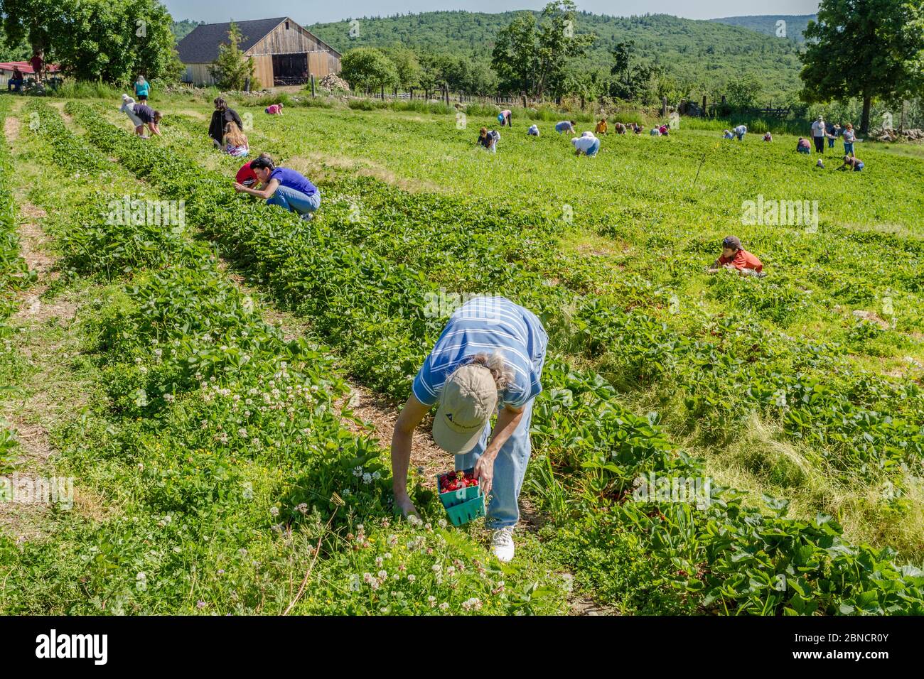 Menschen, die Heidelbeeren auf einer Farm in New Hampshire pflücken Stockfoto