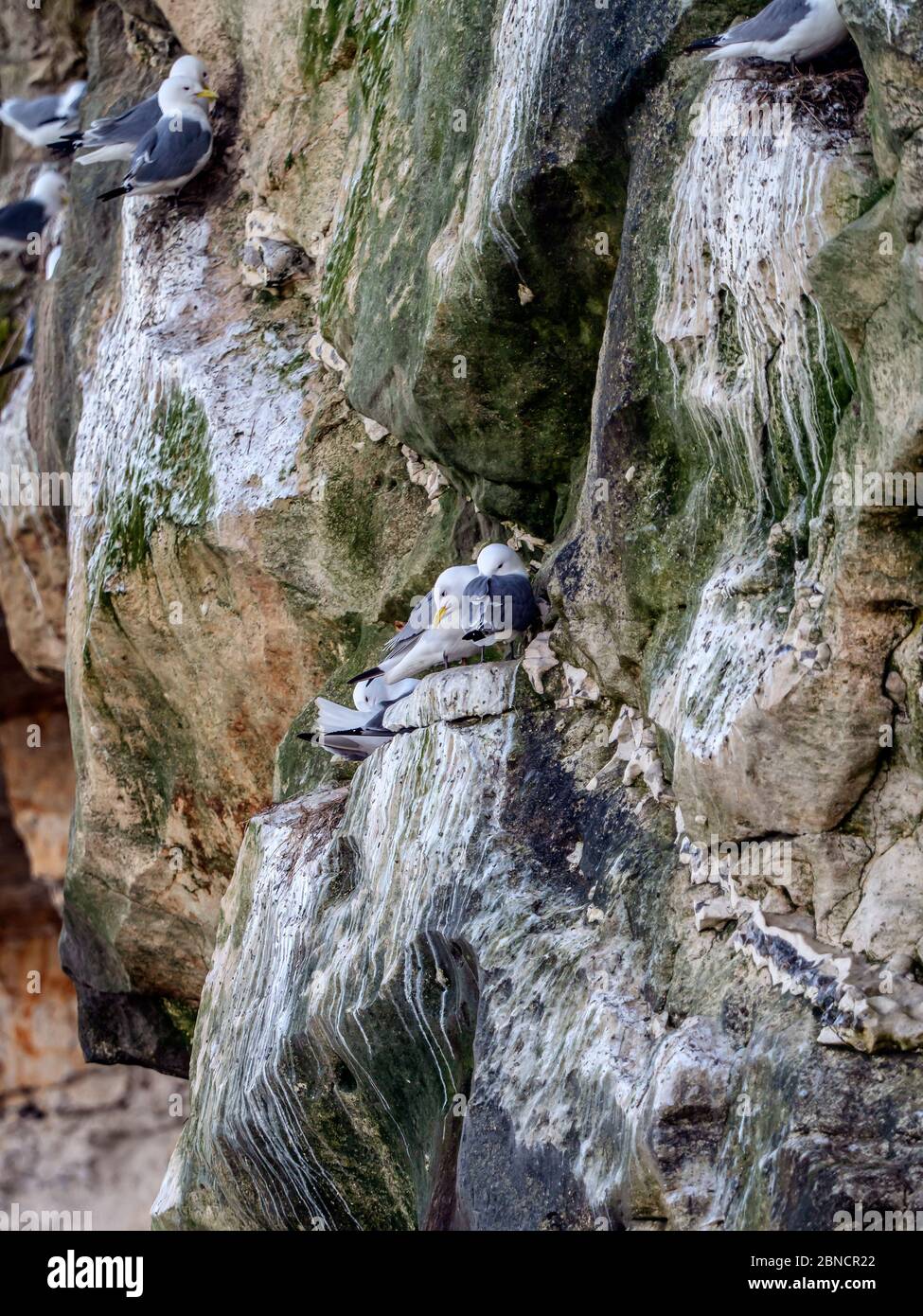 Bulbjerg Vogelfjelldfelsen an der Nordseeküste in Dänemark Stockfoto