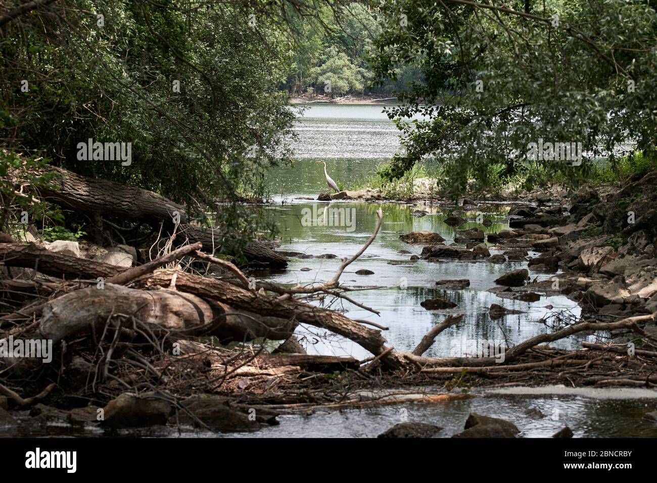 Graureiher (Ardea cinerea) lauert am Ufer eines Sees, umrahmt von Natur, umgestürzten Bäumen und Wasser Stockfoto