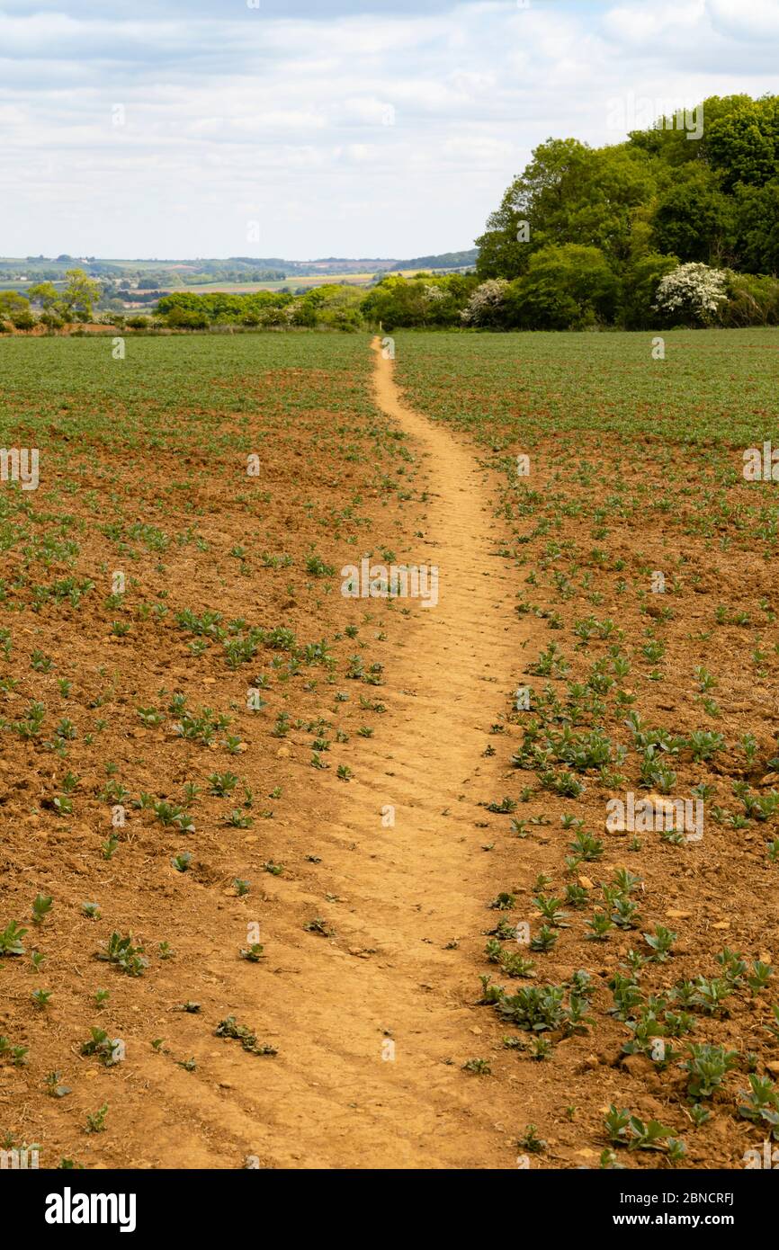 Wegrecht öffentlicher Fußweg durch ein Ackerfeld der Bauern. Grantham Lincolnshire, England Stockfoto