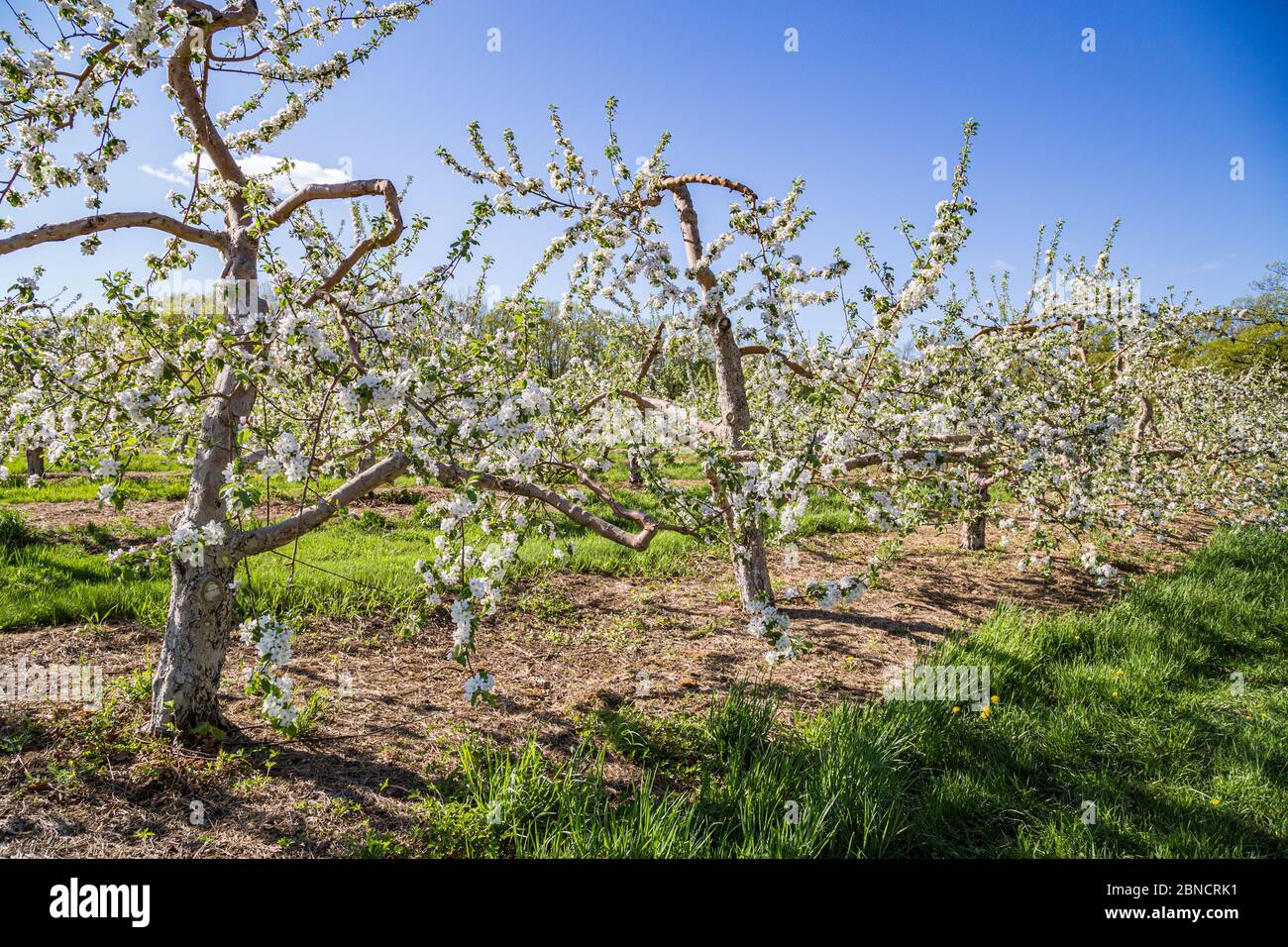 Frühlingsblüten auf Apfelbäumen auf einer Farm in Massachusetts Stockfoto