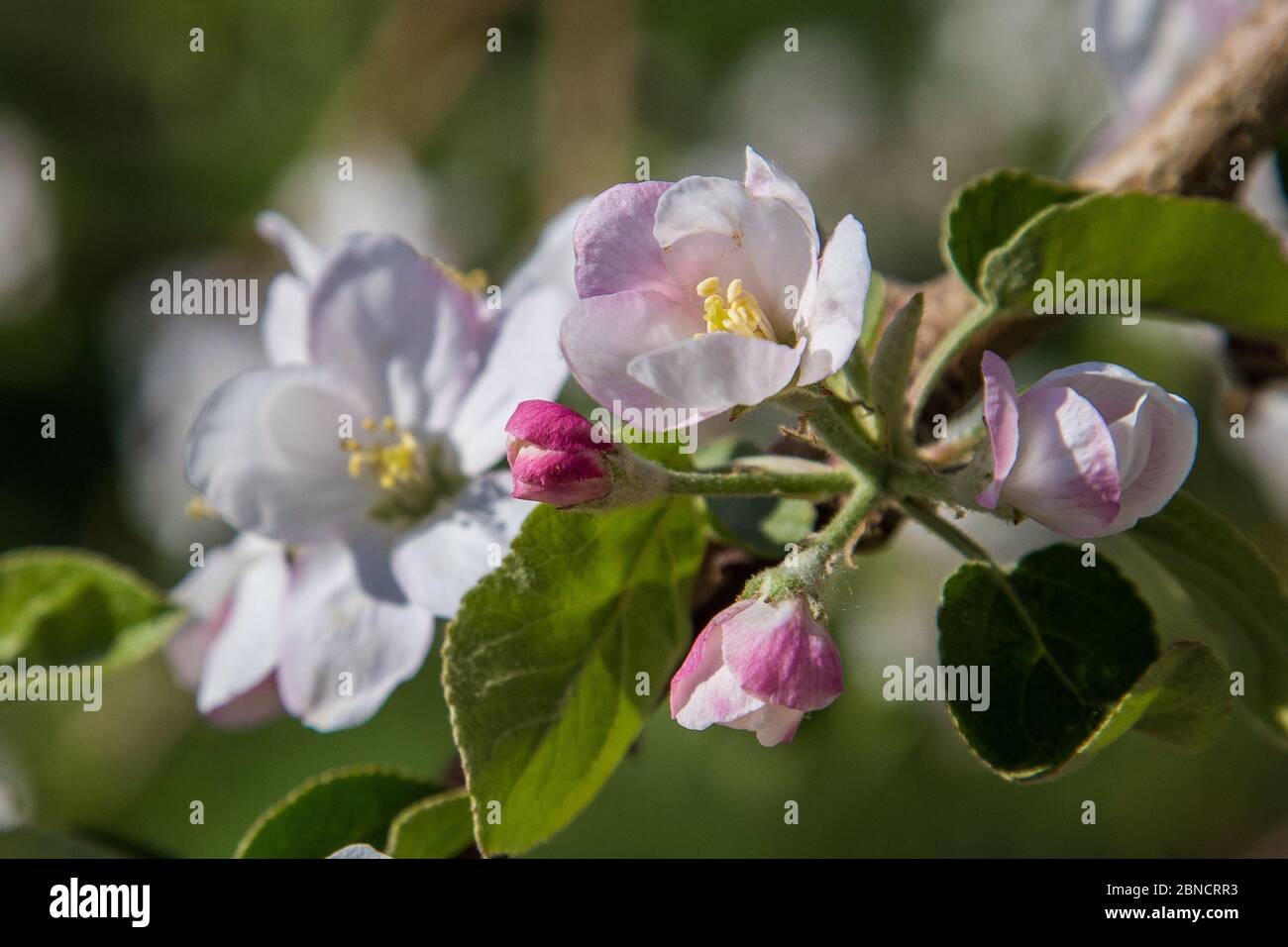 Frühlingsblüten auf Apfelbäumen auf einer Farm in Massachusetts Stockfoto