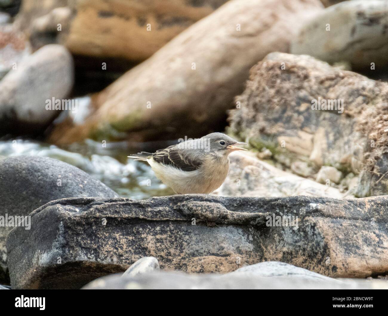 Jungtier Grauer Schwanz auf Steinen auf dem Fluss Almond, West Lothian, Schottland Stockfoto